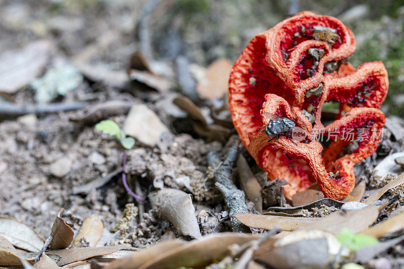 Clathrus ruber和飞在巴塞罗那蒙特塞拉特山